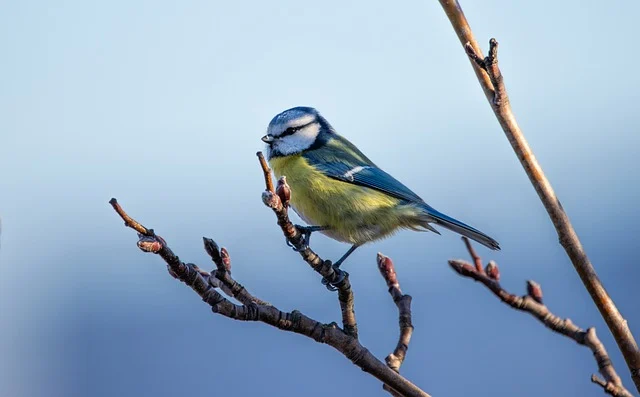 Pájaro azul