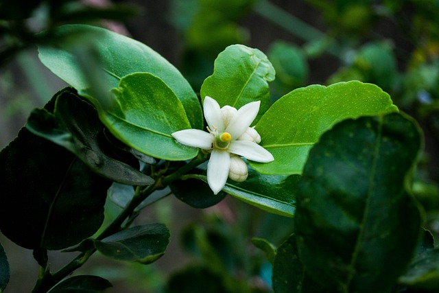 Jardín en primavera