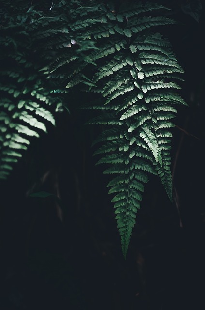 Hoja en otoño