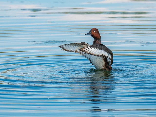 Pato sobre el agua