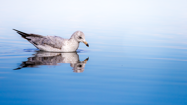 Gaviota en vuelo