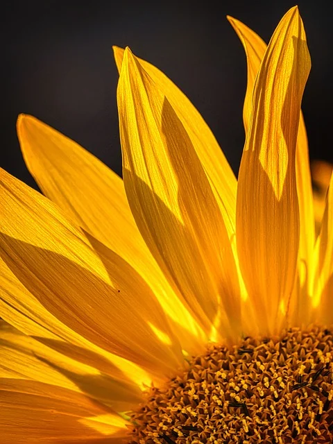 Girasol bajo el sol