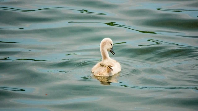 Cisne nadando en el lago