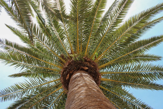 Palmera en la playa