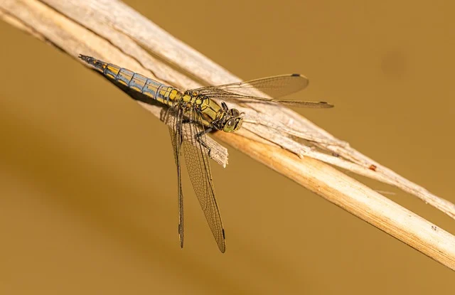 black tailed skimmer